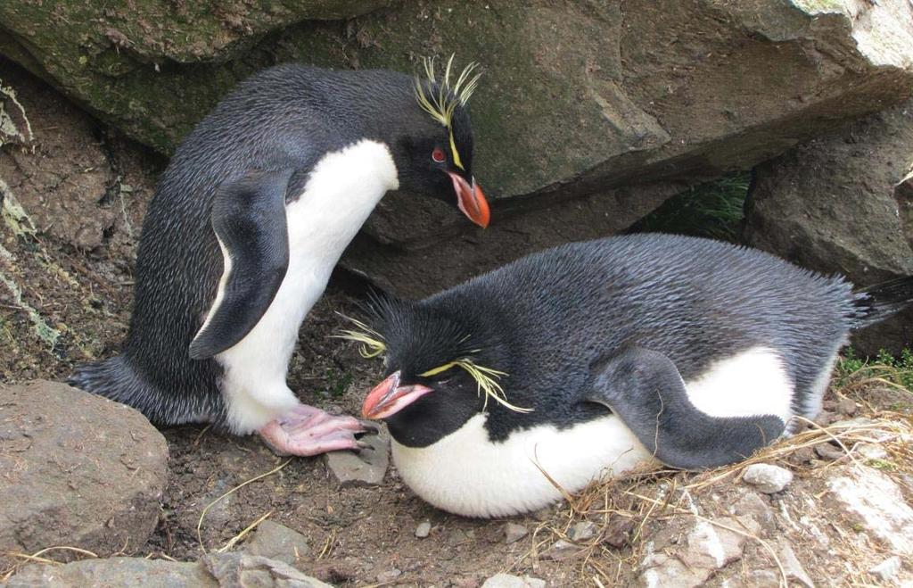 0 Top: Near arrival, courting pairs of Eastern Rockhopper Penguins (males with larger bills than females)