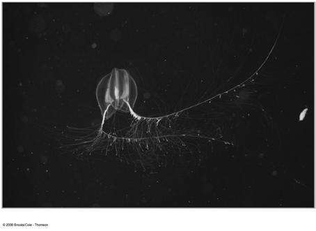 bmp Ctenophores Reproduction almost all are hermaphroditic