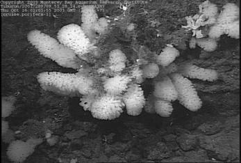 II. Sponges Hexactinellida Phylum Porifera Basic