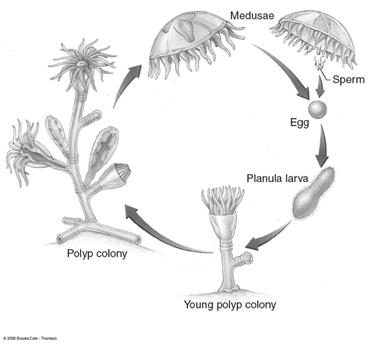 Sea anemones generally feed on invertebrates E. Reproduction 1.