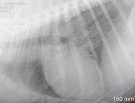 Figure 2A. A lateral thoracic radiograph showing a diffuse miliary interstitial pattern in the lung of a dog with blastomycosis. than 5 mm in diameter may not be detected.