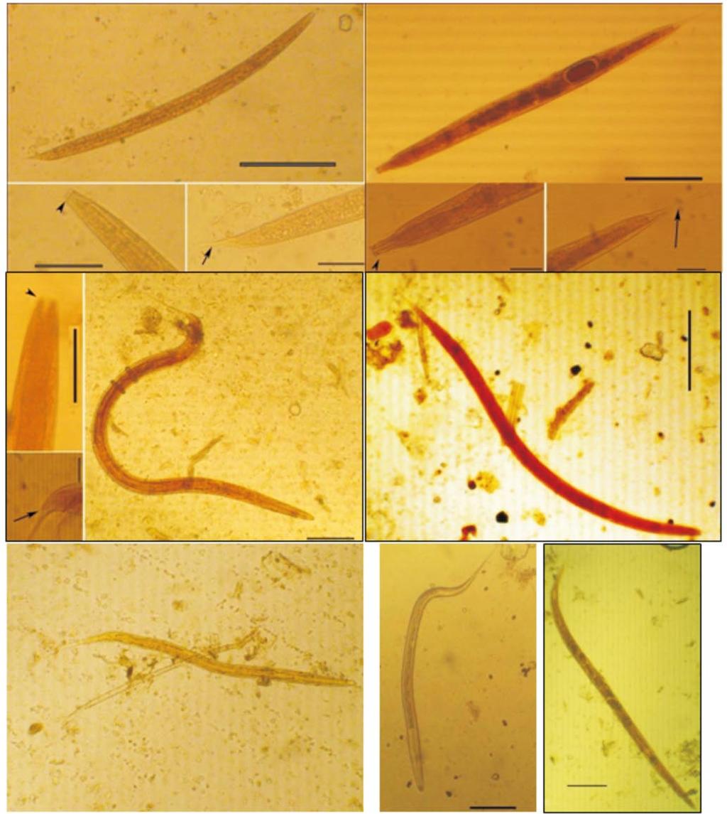 542 Endah Purwati et al./asian Pac J Trop Dis 2017; 7(9): 539-543 A B C D E F G Figure 2. Exemplary figures of larvae examined. A. Trichostrongylus sp.; B. Ostertagia sp.; C. Nematodirus sp.; D.