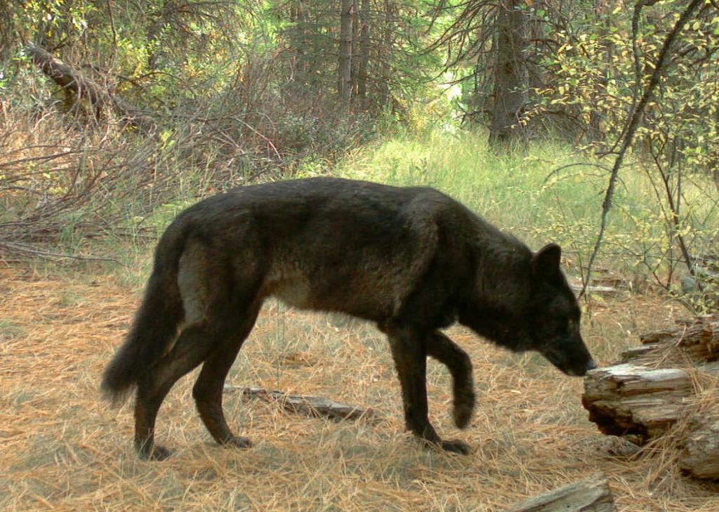 Oregon Wolf Conservation and Management 2016 Annual Report This report to the Oregon Fish and Wildlife Commission
