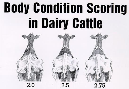 HFAC Standards for Production of Dairy Cows: Appendix 1: Body Condition Scoring Guide UC Davis Veterinary Medicine Extension Begin by a review