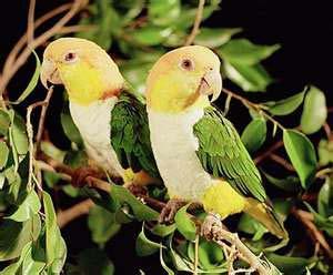 Conures Red