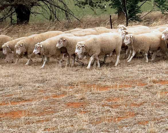 Gromark Genetics rams are bred to suit commercial producers breeding objectives and thus maximise their $ per hectare return Gromark Genetics developed as easy care, performance recorded sheep with