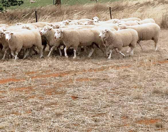 Gromark Genetics Rams can offer lamb producers more choices to suit a range of enterprises With a strong focus on maternal characteristics as well as meat traits, structure and white crimped wool,