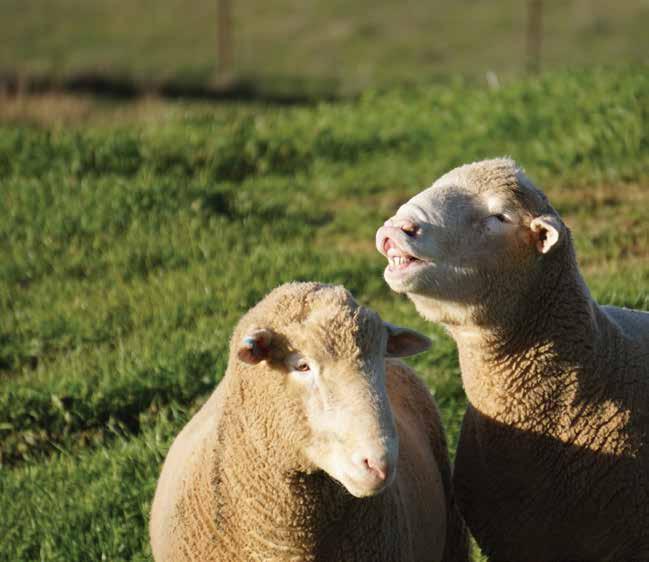 Lambplan Australian Sheep Breeding Values are as simple as ASBV Ram buying decisions have a lasting impact on the profitability and sustainability of your sheep enterprise.