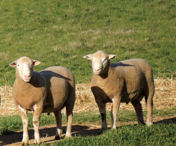 We encourage all commercial breeders to be clear about their on farm breeding objectives. Then you can select from the catalogue those rams with the traits that will best fit your goals.