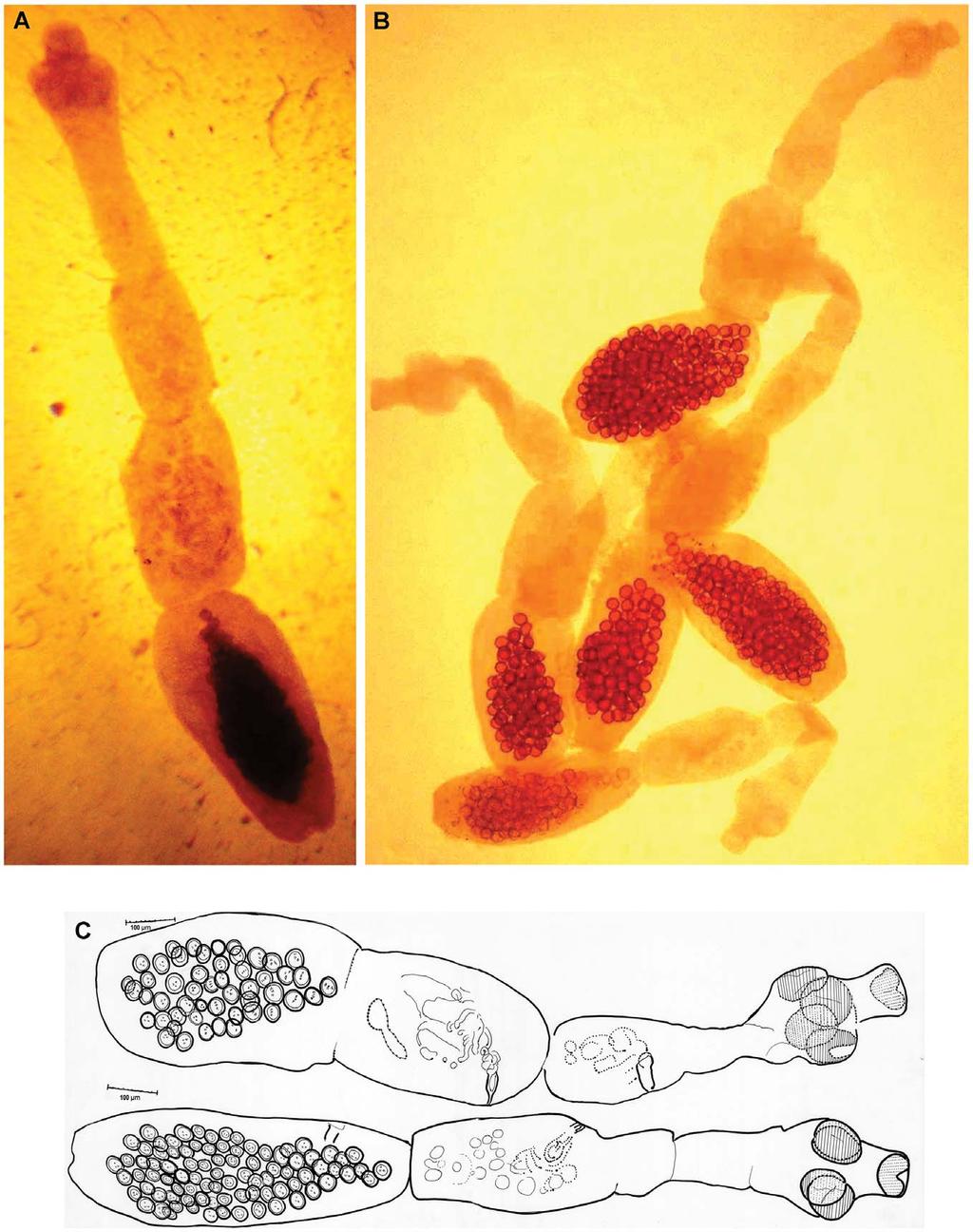 Figure 2. Echinococcus multilocularis isolated from a jackal in Razavi Khorasan Province.