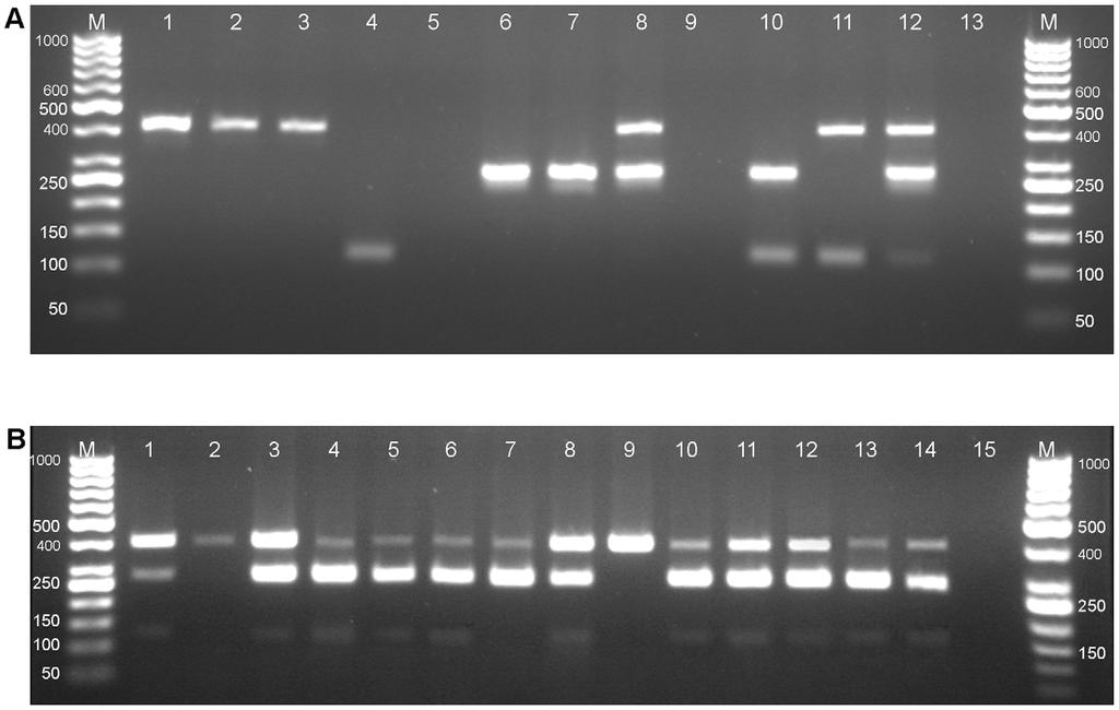 Figure 4. Multiplex PCR amplification of DNA extracted from fecal samples. A. of dogs: Lane M; 50 bp ladder, Lane 1, positive control; Lane 2 11 samples; Lane 13, negative control. B.