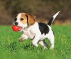 Be patient and determined Keep training simple and fun Dogs have a short attention span Be consistent Talk to your puppy