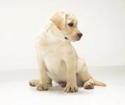Doggy-DON Ts Bad training practices can have a negative impact on your puppy.