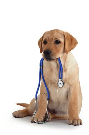 Checking your puppy s health You and your puppy need to make regular visits to the vet for your dog s worming and vaccinations.