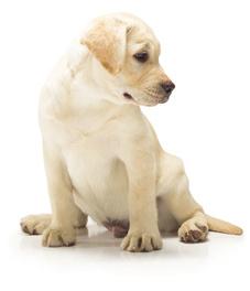 Find the right product for him Our PURINA vets and nutritionists have developed PURINA PRO PLAN PUPPY with OPTISTART to help give your puppy a great start in life.