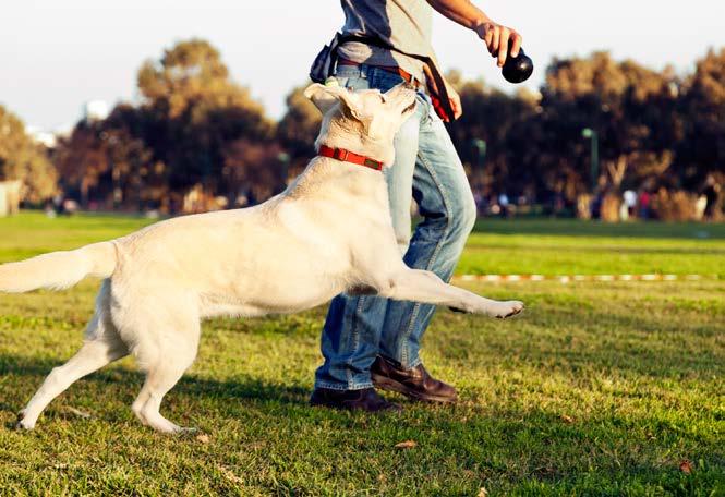 For the purpose of this guide, a dog park is a park specifically designed for and equipped with amenities for dogs, where dogs are invited and not just permitted.