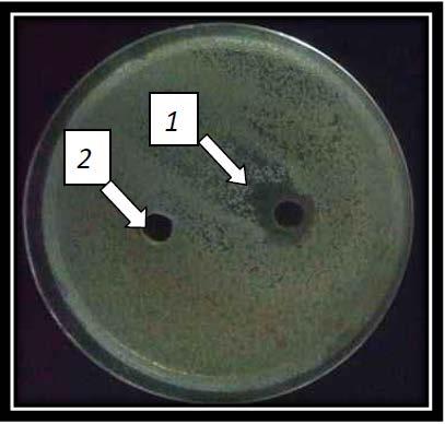 isolated against Staphylococcus haemolyticus Sample 64 32 16 8 4 2 1 Staphylococcus heamolyticus + + + mean of three value each number. Figure 1.