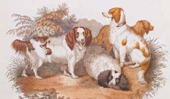 Shortly after Fuller began breeding his spaniels, several dog writers mentioned his dogs in their books.