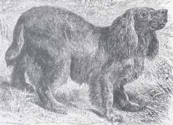 In Gen. Hutchinson s Dog Breaking (1856) we read: One of the fine yeomen of whom England had such cause to feel proud was shooting with an old, short-legged, strong-loined Sussex Spaniel.