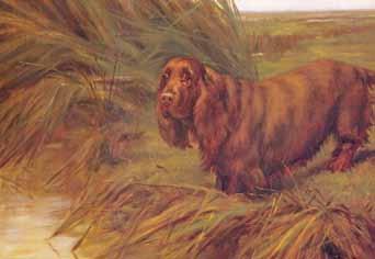 Sussex Spaniels were entered in the first Kennel Club stud book (covering registrations from 1859-74) under the heading Spaniels (Field, Sussex, Cocker). Sussex Spaniel by Maud Earl (ca.