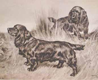 Lee, Modern Dogs, 1906) Fuller s inheritance Fuller was not only a wealthy landowner but according to tradition in aristocratic families a Member of Parliament for Sussex, from 1841-57.