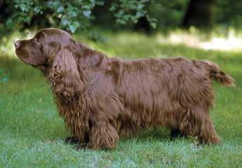 Spaniel was substantial as demonstrated by the story of Phineas Bullock, who in the 1870s, entered a Sussex Spaniel at a show in Staffordshire.