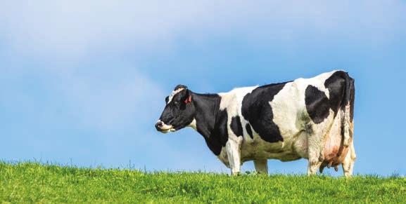 CONTINUING EDUCATION I LARGE ANIMAL Mastitis and the link to infertility Mastitis and infertility are the two most common disease complexes in dairy cattle worldwide.