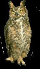 The great horned owl lives in the desert with other
