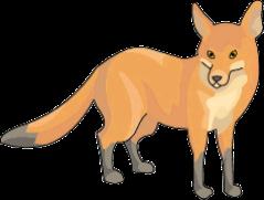 The fennec fox eats