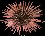 The sea urchin has five sharp teeth.