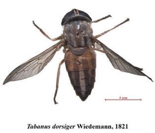(No. 1489). Stone, A. 1975. Family Tabanidae. In: A catalogue of the Diptera of the oriental region. (Delfinado and Hardy Eds.