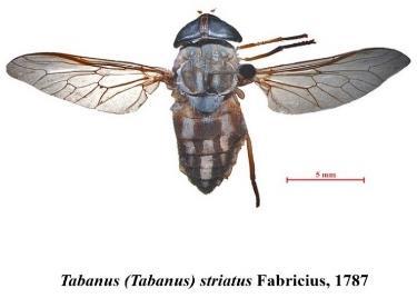 Part-C Diptera, Family Tabanidae In: Zoological Record, UK. Insecta, 149 (13C): 308-310. Veer V., Parashar, B. D. & Prakash, S.