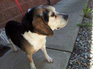 com Big Daddy is a 10 year old male beagle with Humane Society of Bergen County