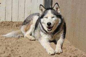Buddy, 10, is a husky whose owner passed away.