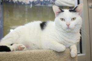 Beonin is a playful and friendly spotted cat who would like to be your one and only kitty.