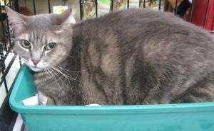 com Olympia is a female grey tabby who is 9 years old and loves to cuddle. She has a lot of energy too!