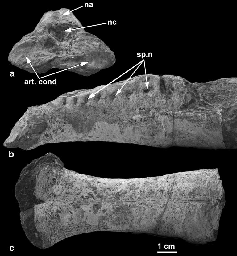 Fig. 3 Placoderm synarcual a c, CMC VP8544, Dunkleosteus sp., Devonian, Morocco. a Anterior view of articular condyle (articulating with occipital region of braincase). b Lateral view. c Ventral view.
