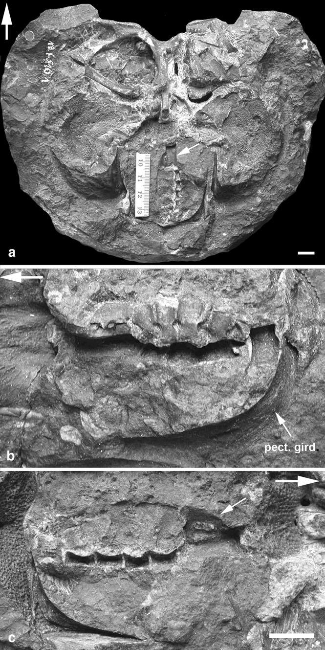 Fig. 5 Placoderm synarcuals. a c Mb.f 510.2, Jagorina pandora. a Dorsal view of counterpart. White arrow indicates position of synarcual. b, c View of part and counterpart specimen, respectively.