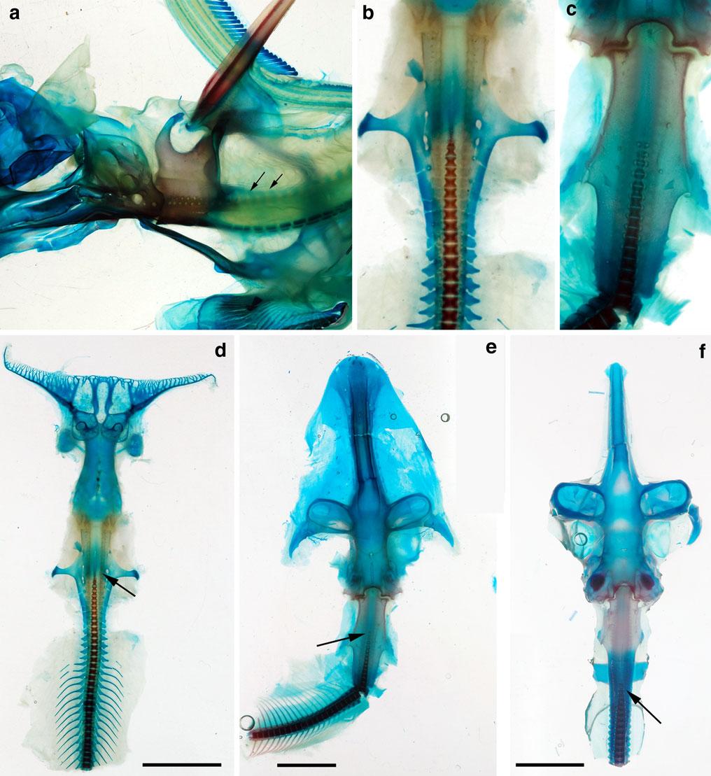 Fig. 6 Recent chondrichthyan embryos, cleared and stained. a AMNH 55040, Chimera monstrosa (Holocephali), lateral view. Black arrows indicate neural arch elements being added to the synarcual.