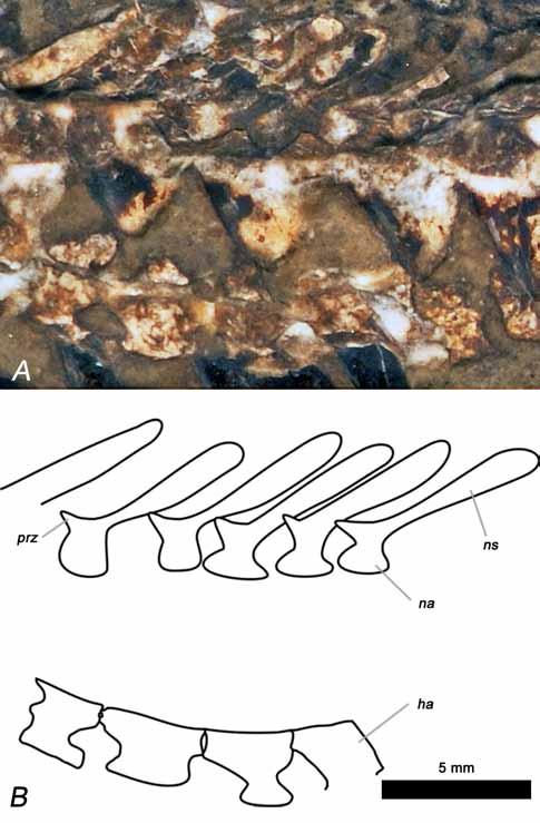Fig. 5. A, Saurichthys aff. dayi, detail of the vertebral column as preserved in specimen MGUH-VP-988 B; B, interpretative sketch of A.