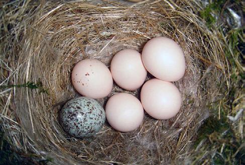 Female cowbirds lay single eggs in host nests, abandoning them to the care of foster parents. On average up to 40 eggs are laid per breeding season.