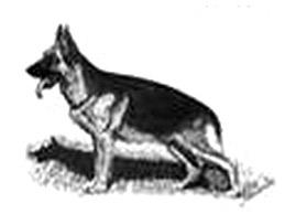 German Shepherd Dog Last updated: 08 Oct 2015 FCI Standard No 166 dated 23 December 2010 Adopted in Australia 1 January 1994 Translation by: Mrs H.