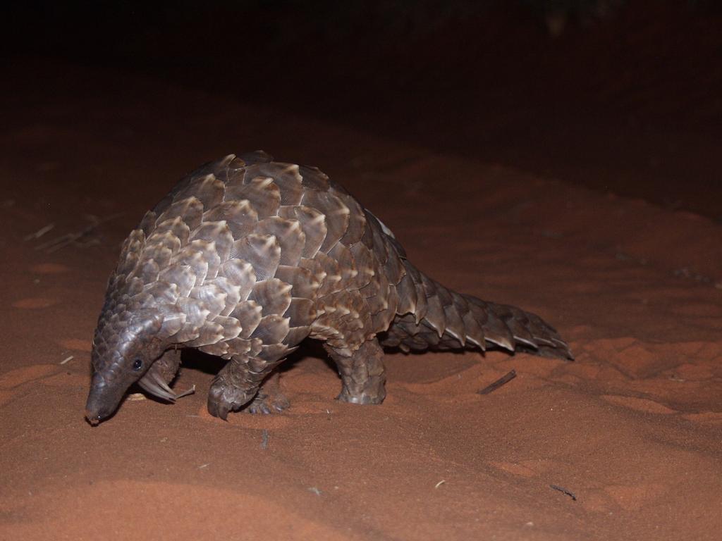 Smutsia temminckii Temminck s Ground Pangolin African Pangolin Working Group and the IUCN Species Survival Commission Pangolin Specialist Group) is Temminck s Ground Pangolin.