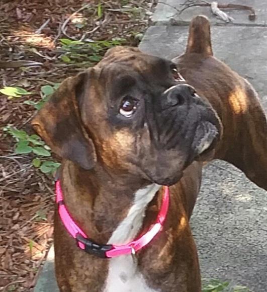 She was followed by several others -- all sweet, funny, endearing and 100% typical of our wonderful Boxer breed.