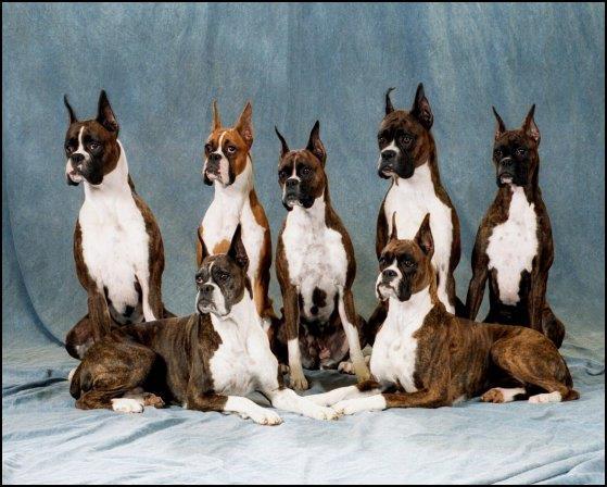 Tracy's first conformation champions were out of her first litter in 1984. SSShhhh...Tracy's first boxer was a fawn. veterinarians in all 50 states. An outgrowth of this was a canine blood bank.