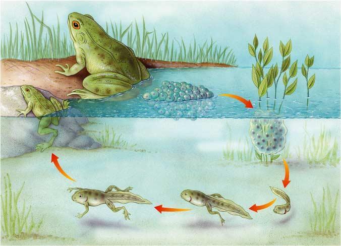 The Life Cycle of a Frog Adult Frog Adults are typically ready to breed in about one to two
