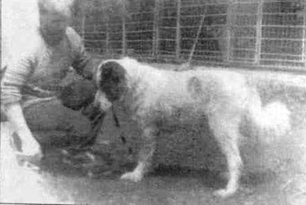 Фото 90. ЧРЕЛА Первой собакой, вывезенной им, был кобель Гарбанского подтипа по кличке Бота.