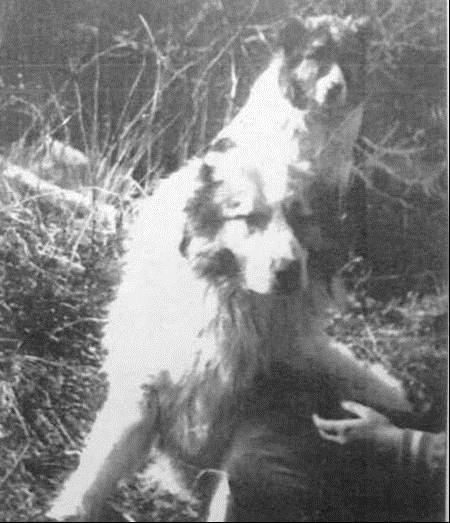 1968 г Отарная собака