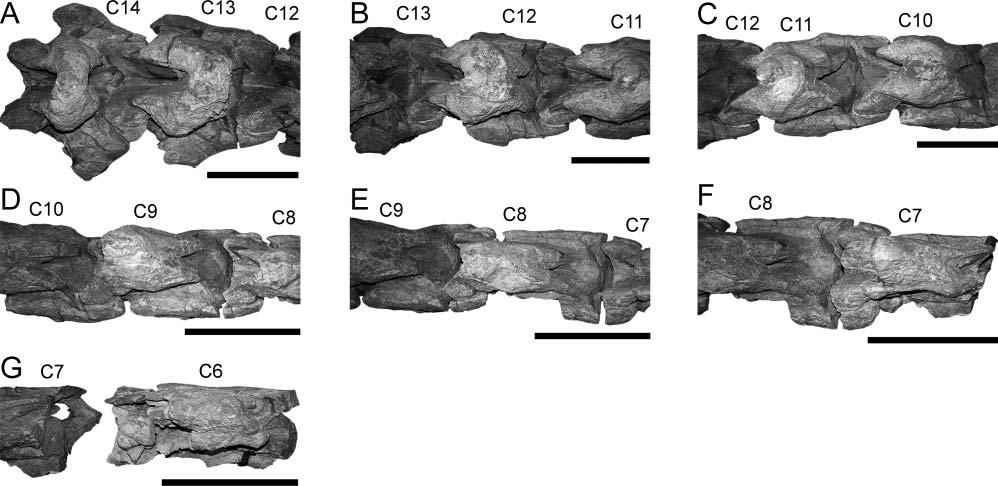 Late Cretaceous sauropod dinosaur from Texas 347 Table 3. Selected measurements from BIBE 45854 (Alamosaurus sanjuanensis) reflecting vertebral proportions, including aei.