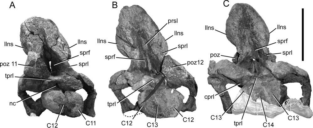 348 R. S. Tykoski and A. R. Fiorillo dixeyi, Trigonosaurus pricei and Dreadnoughtus schrani (Campos et al. 2005; Gomani 2005; Lacovara et al. 2014).